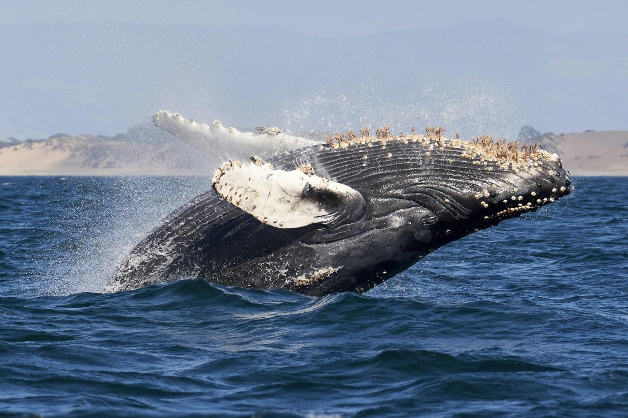 Resort Express At Monterey Bay By Ihg Seaside